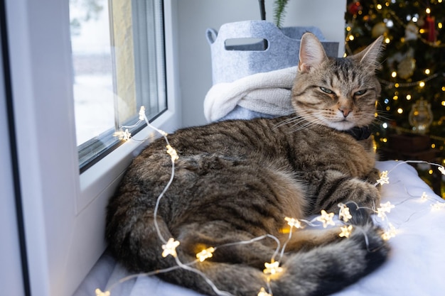 The cat is lying on the windowsill in the fairy lights of the garland Christmas New Year Cat closeup