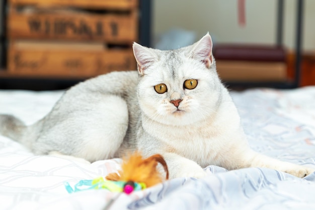 The cat is playing with a feather stick