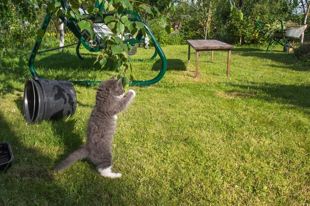 A cat is playing with a tree branch in the garden.