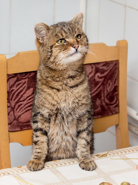 Cat is putting front paws on table