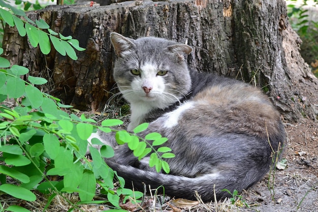 the cat is resting in the garden