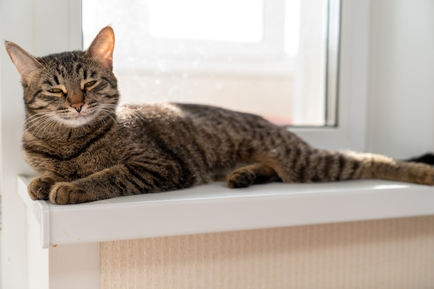 The cat is resting stretched out on the windowsill and squinting her eyes