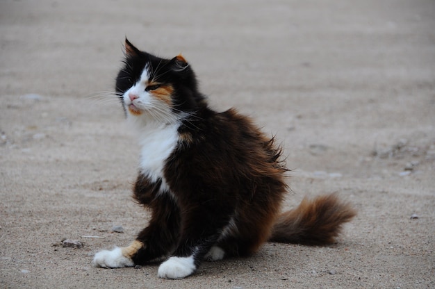 Cat is scratching itself. Outdoor cat scratching fleas in yard.