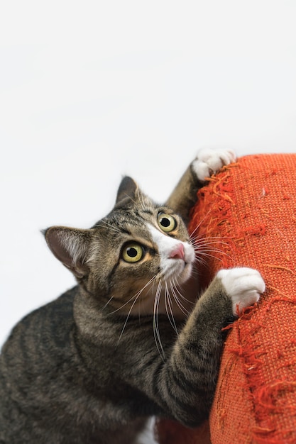 Il gatto sta grattando il divano di casa.