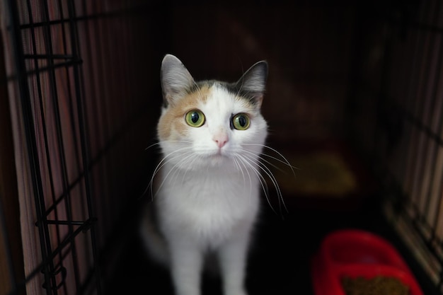 A cat is sitting in a cage with a red box in the background.