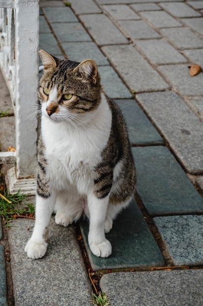 The cat is sitting on a concrete tile