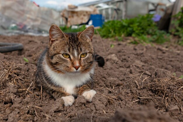 고양이는 햇볕을 쬐고 있는 정원에 앉아 있다...