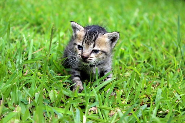 The cat is sitting in the grass after the rain A domestic gray kitten walks on the damp grass