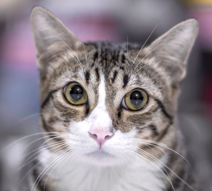 Photo 猫は座って見ています。