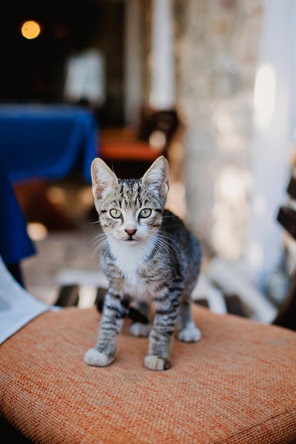 Foto un gatto è seduto su una sedia arancione