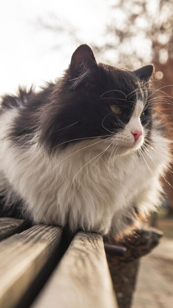 The cat is sitting on a park bench 1