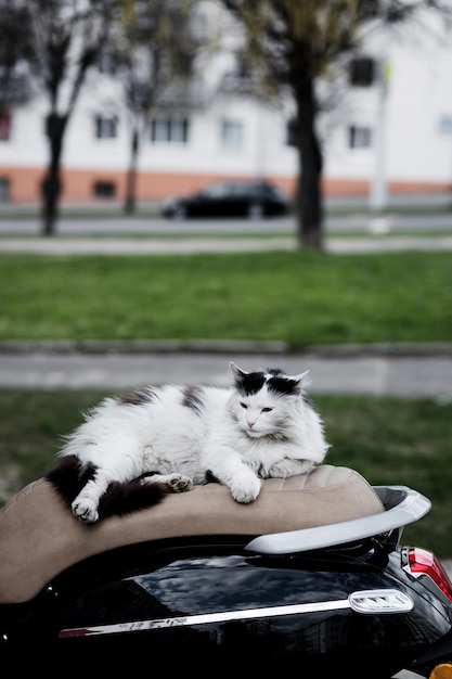 Cat is sitting on a parked motorbike