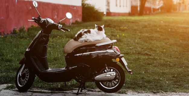 Cat is sitting on a scooter