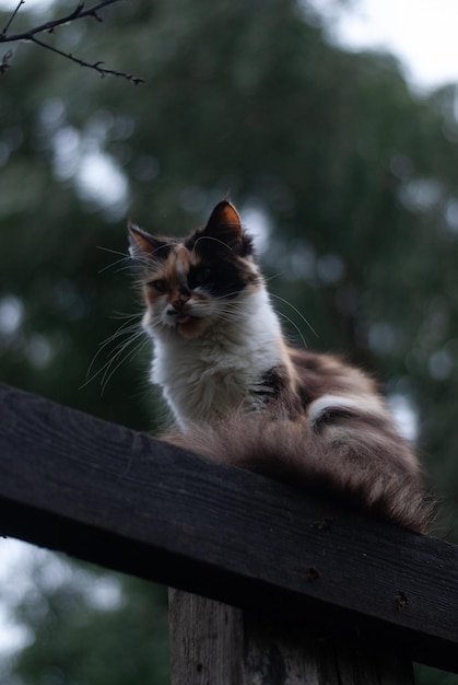 猫が庭の木に座っている