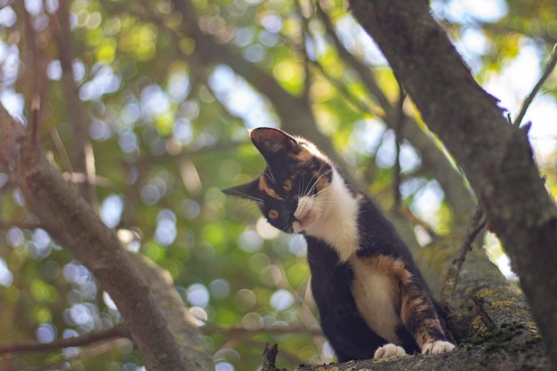 Foto il gatto è seduto su un albero animale fatto in casa si siede e sembra cacciatrice a vuoto