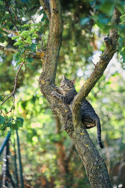 A cat is sitting in a tree and looking up.