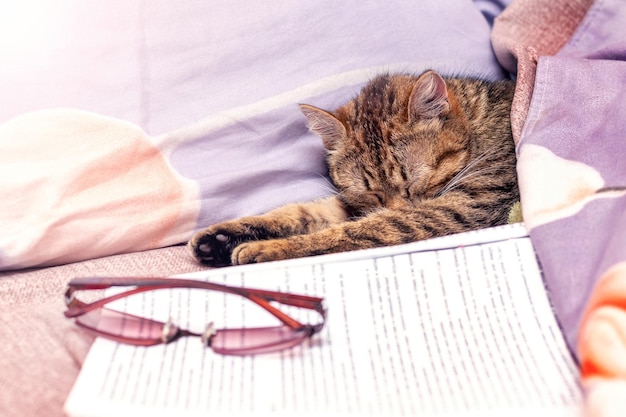 Il gatto dorme nel letto accanto al libro e agli occhiali