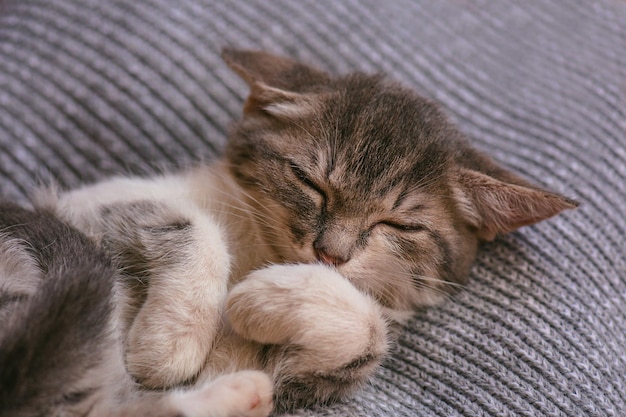 Foto il gatto dorme nel letto il piccolo gatto è rannicchiato nel morbido letto mentre cerca di dormire