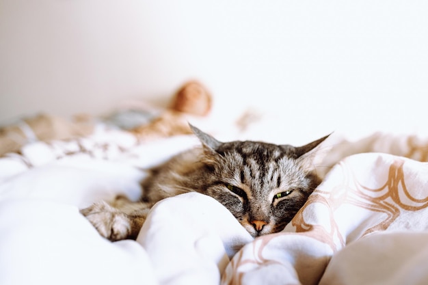 A cat is sleeping on a blanket with a stuffed animal on it