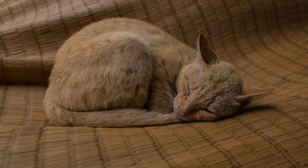 The cat is sleeping on mat happily