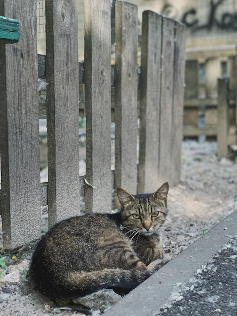 The cat is sleeping near the fence