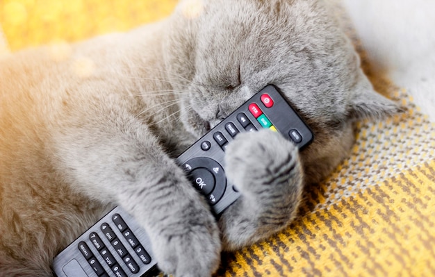 猫はテレビのリモコンで眠っています。猫とリモート。寝ている猫