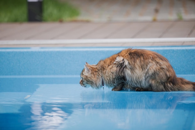 A cat is standing in a pool and looking at the water.