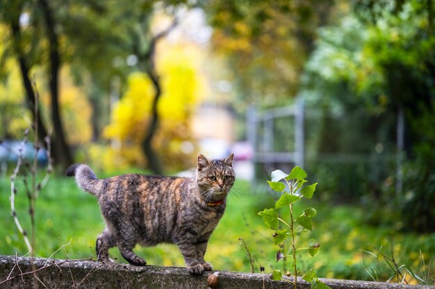 Кошка стоит на стене в парке.