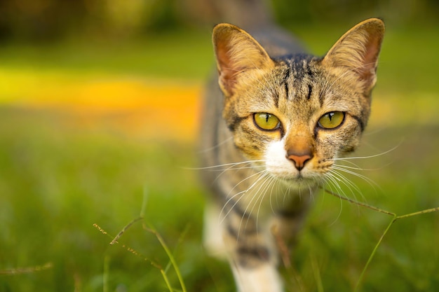 The cat is staring at you and is walking towards you.