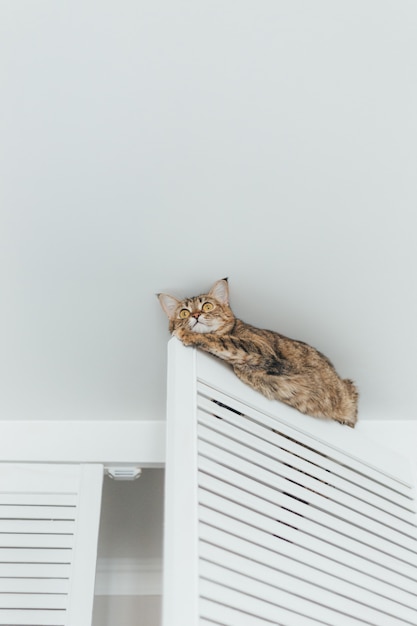 The cat is stuck and sits on the door of the closet 