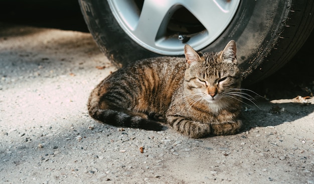 猫は太陽の下にいます