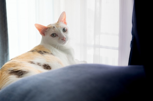 The cat is turn back looking at the camera after knowing that it is take a photo. Background is door and translucent curtains covering.