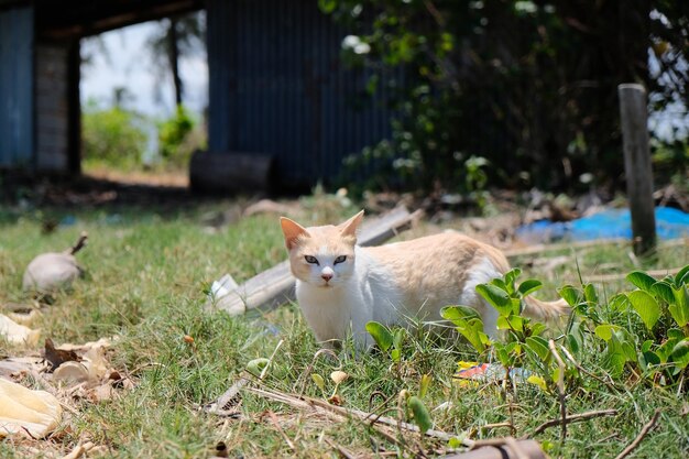 A cat is walking in the grass in front of a shed.