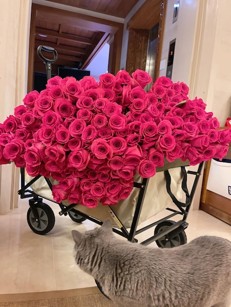 A cat is walking past a large pile of pink roses.