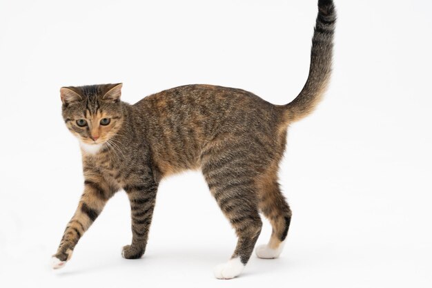 Photo cat is walking on a white background the multiracial female cat the young female cat walks straight ahead and has a long tail and pointed ears