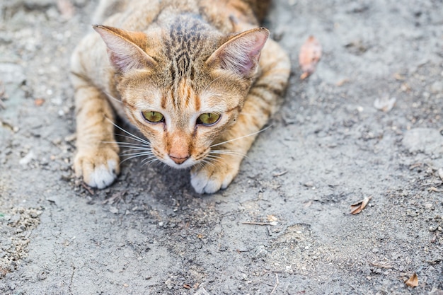 cat is watching for hunting the food