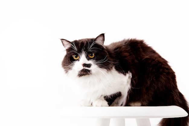 Cat isolated on white background