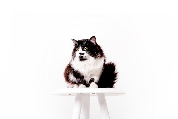 Cat isolated on white background