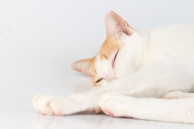 Cat isolated on white background