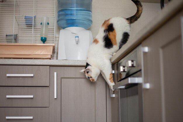 how to keep cat from jumping on table