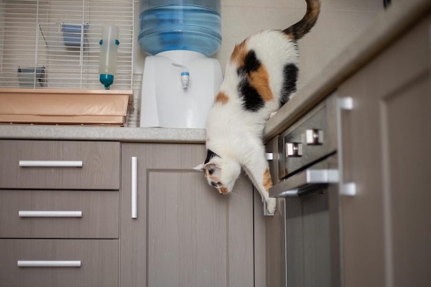 Cat jumping down from the kitchen table