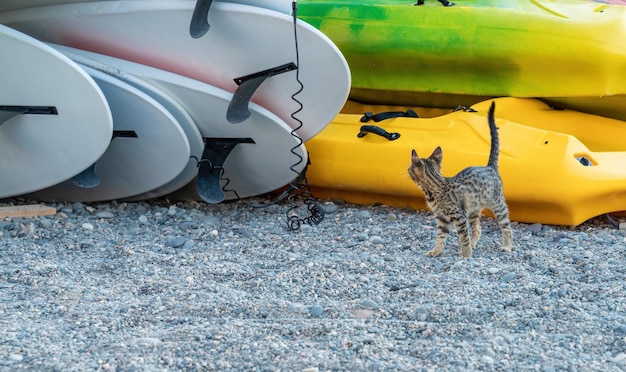 Cat at kayaks and sup board rental place on the beach\
surfboards many different surf boards on the