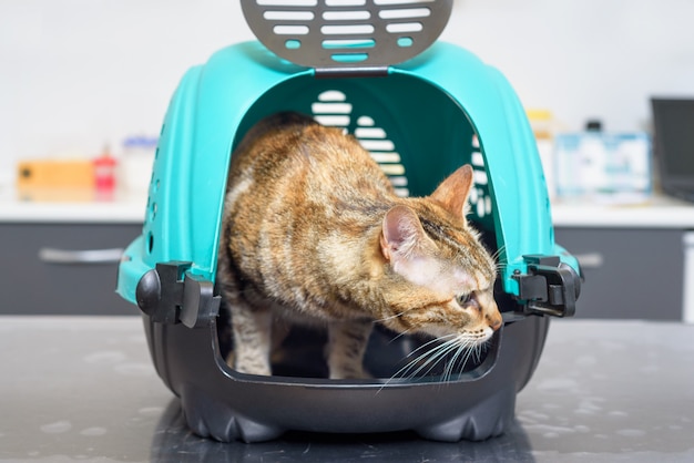 獣医院の犬小屋の猫