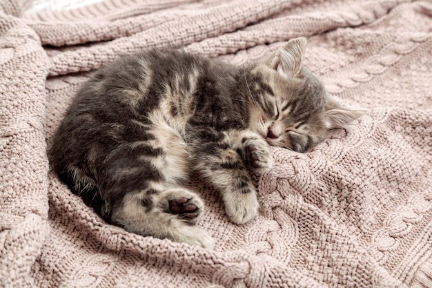 Котенок спит на уютном розовом одеяле. Пушистый полосатый котенок удобно дремлет на вязаной кровати. Котенок лежит, расслабляется. Скопируйте пространство.