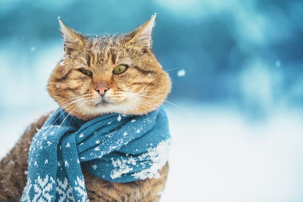 A cat in a knitted scarf sits in the snow during a snowfall