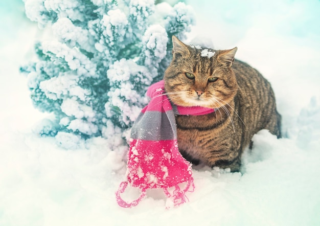 Cat in knitted scarf sitting outdoors in the snow