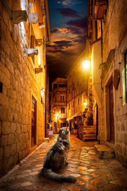 Cat in kotor