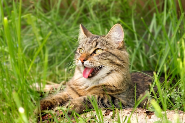 猫は地面の舌の上に横たわって暑さで衰弱しますオープン月タビー飼い猫は緑の草を歩きます