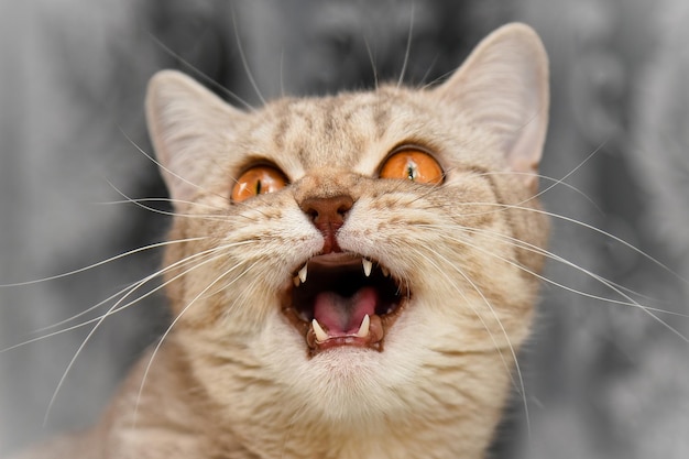 Cat laughing, smiling. British shorthaired kitten with yellow eyes .Close-up. Cute pet animal.