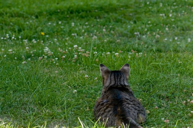 Photo cat on a lawn resting or hunting